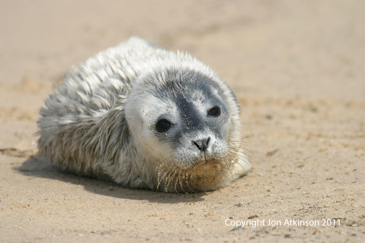 Common Seal Pup